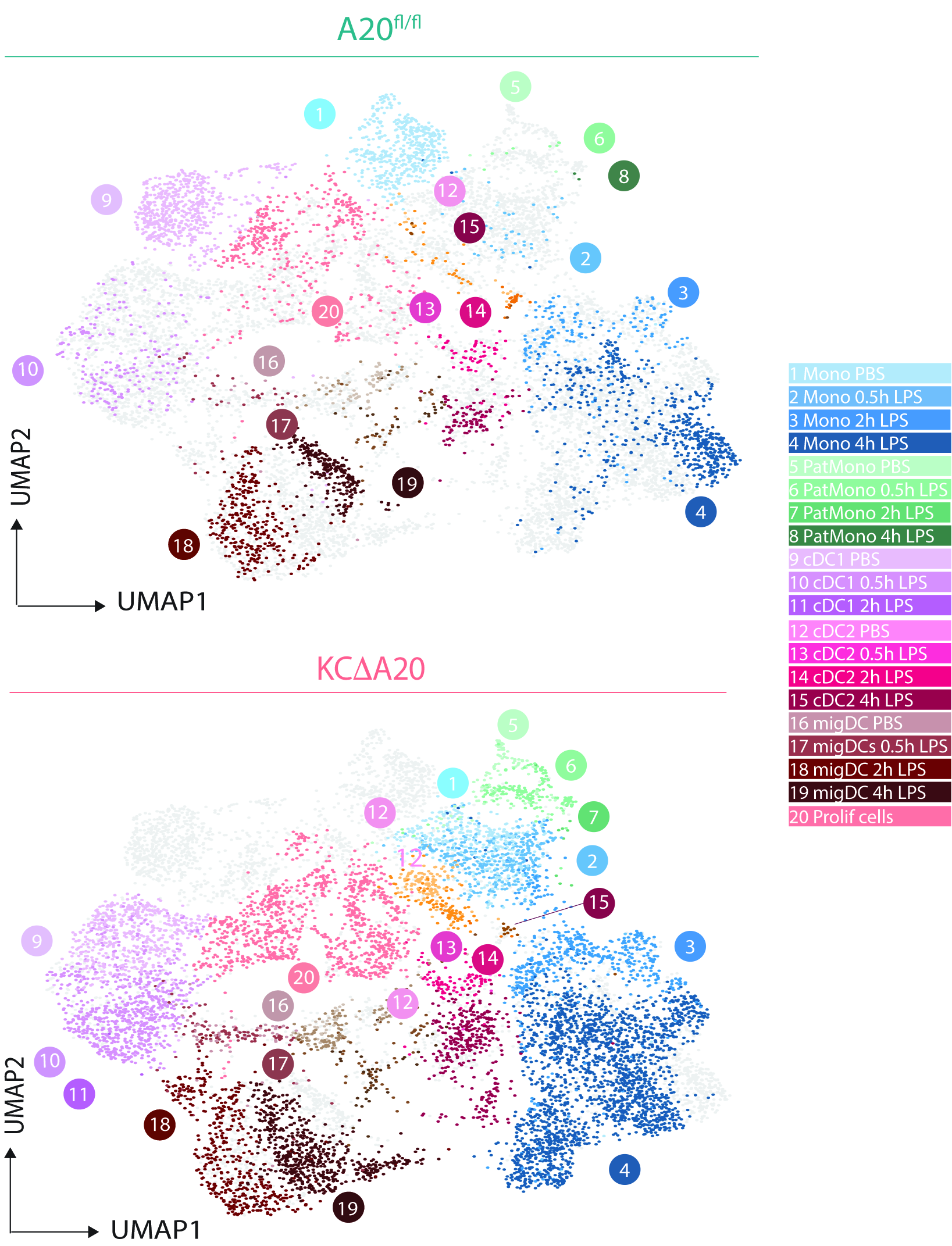 umap A20 cDC and Mono