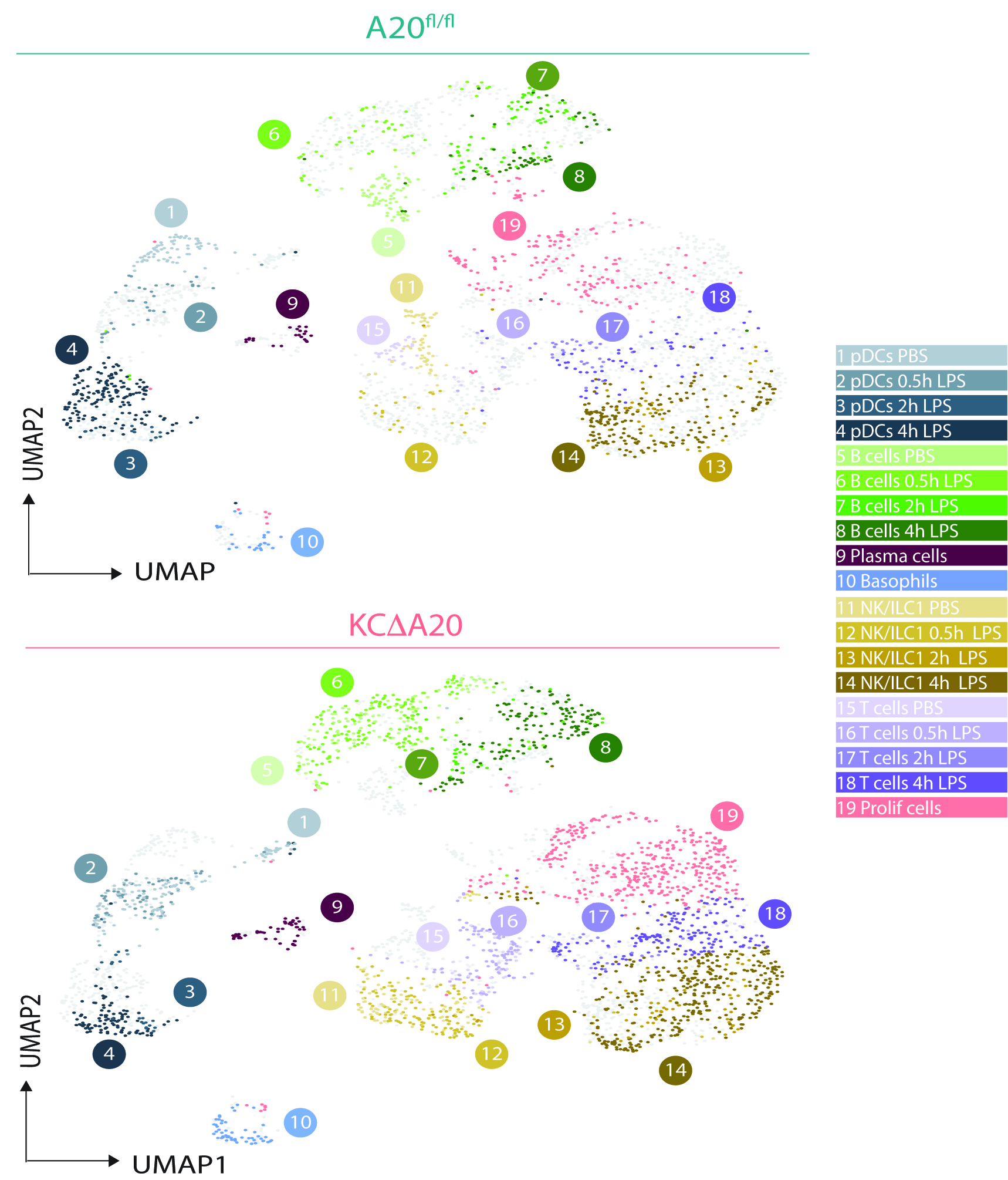 umap A20 lymphoid